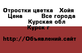 Отростки цветка  “Хойя“ › Цена ­ 300 - Все города  »    . Курская обл.,Курск г.